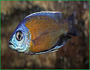 Kadango