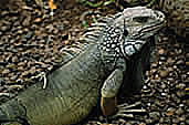 iguana