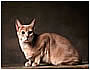 Abyssinian