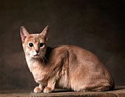 Abyssinian Kedi cinsi