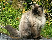 Himalaya Kedisi