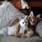 Kedi