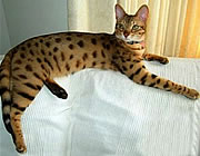Savannah