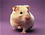 Hamster