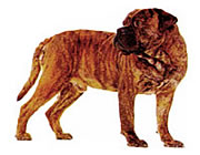 Bull Mastiff