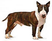 Bull Terrier