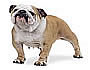 Bulldog