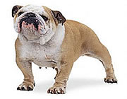 Bulldog