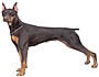 Doberman