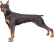 Doberman