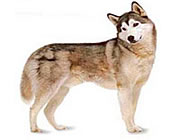 Husky