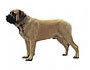 İngiliz Mastiff