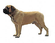 İngiliz Mastiff