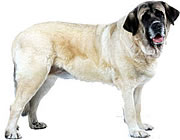 İspanyol Mastiff