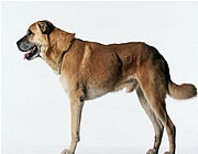 Kangal Köpeği
