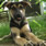 Köpek