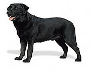 Labrador