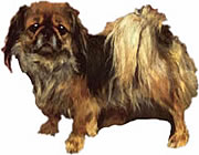 Pekinese