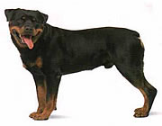 Rottweiler