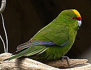 Kakariki