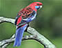 Rosella