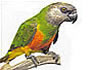 Senegal Papağanı