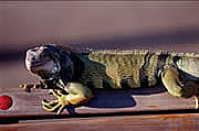 İguana